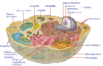 A "Simple" Cell:  By chance of by Design?