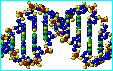 DNA and the golden section